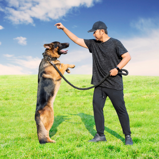 Adiestrador de perros